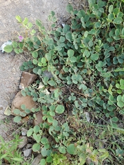 Tephrosia potosina