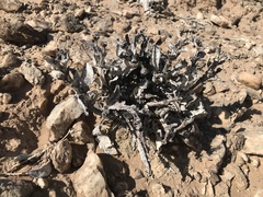 Hartmanthus pergamentaceus