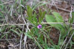 Polygala transvaalensis