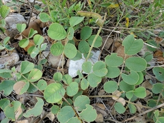 Tephrosia potosina