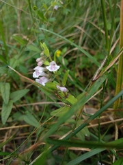 Scutellaria minor