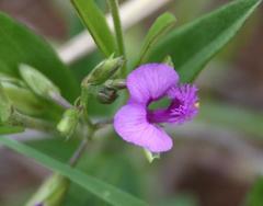 Polygala transvaalensis