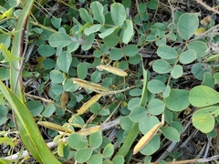 Tephrosia potosina