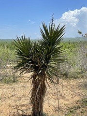 Yucca capensis