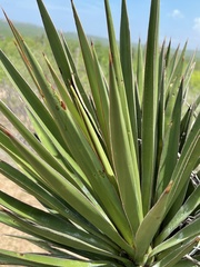 Yucca capensis