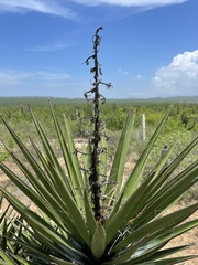 Yucca capensis
