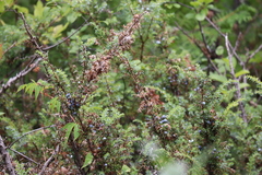 Juniperus communis depressa