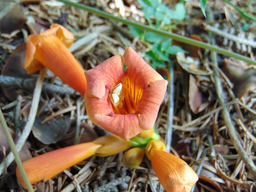 Tekoma (Campsis radicans)