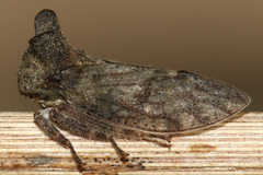 Microcentrus perditus