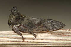 Microcentrus perditus