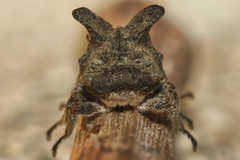 Microcentrus perditus