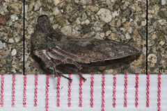 Microcentrus perditus