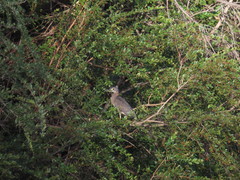 Gorsachius leuconotus