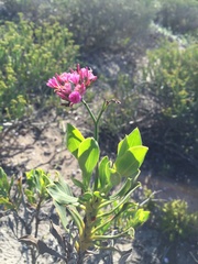 Limonium peregrinum