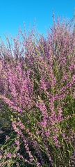 Muraltia scoparia