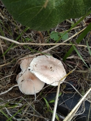 Leucoagaricus erythrellus