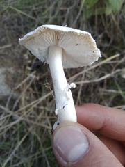 Leucoagaricus erythrellus
