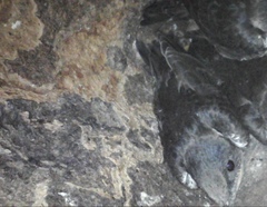 Progne subis hesperia