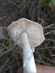 Leucoagaricus erythrellus