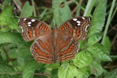 Junonia natalica natalica