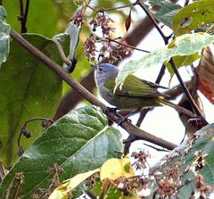 Conirostrum albifrons