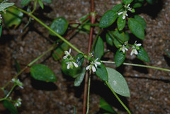 Euphorbia graminea