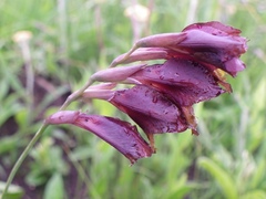 Gladiolus woodii
