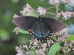 Papilio glaucus