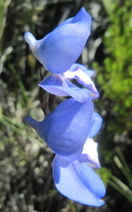Disa graminifolia