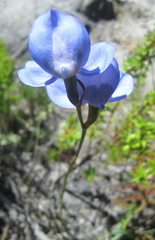 Disa graminifolia