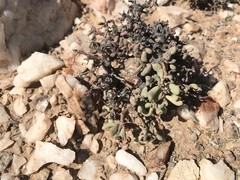 Portulacaria pygmaea