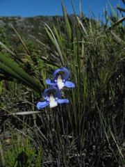 Disa graminifolia