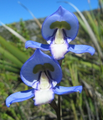 Disa graminifolia