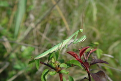 Mantis religiosa