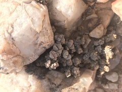 Crassula elegans elegans