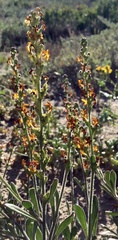 Manulea tomentosa