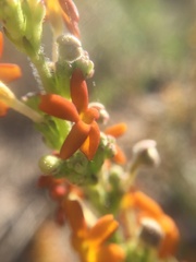Manulea tomentosa