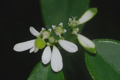 Euphorbia graminea