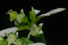 Euphorbia graminea
