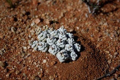 Crassula corallina macrorrhiza