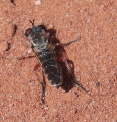 Laphystia