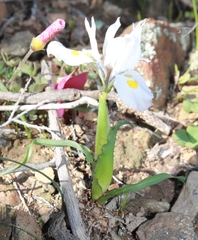 Moraea ciliata