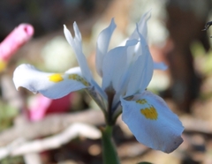 Moraea ciliata