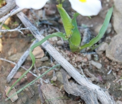 Moraea ciliata