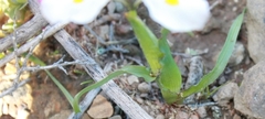 Moraea ciliata