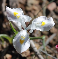 Moraea ciliata