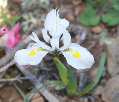 Moraea ciliata