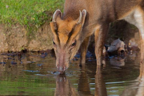 Reeves's Muntjac