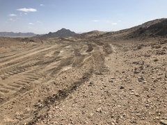 Portulacaria pygmaea