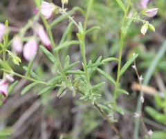 Polygala affinis